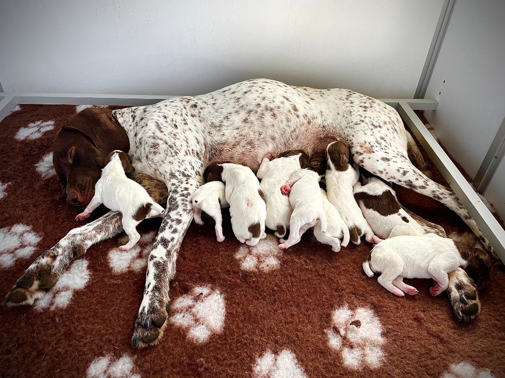 Carnet Rose : Naissance des Braques