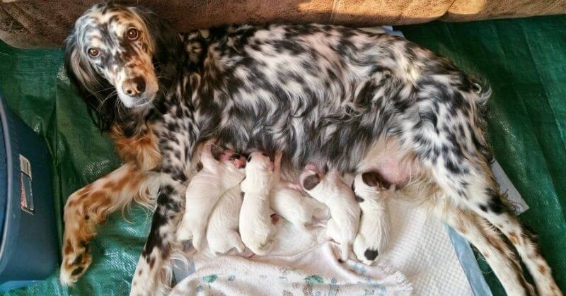 Chiots Setters Disponibles