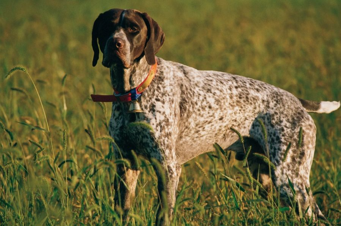 Braque Français Pyrénées
