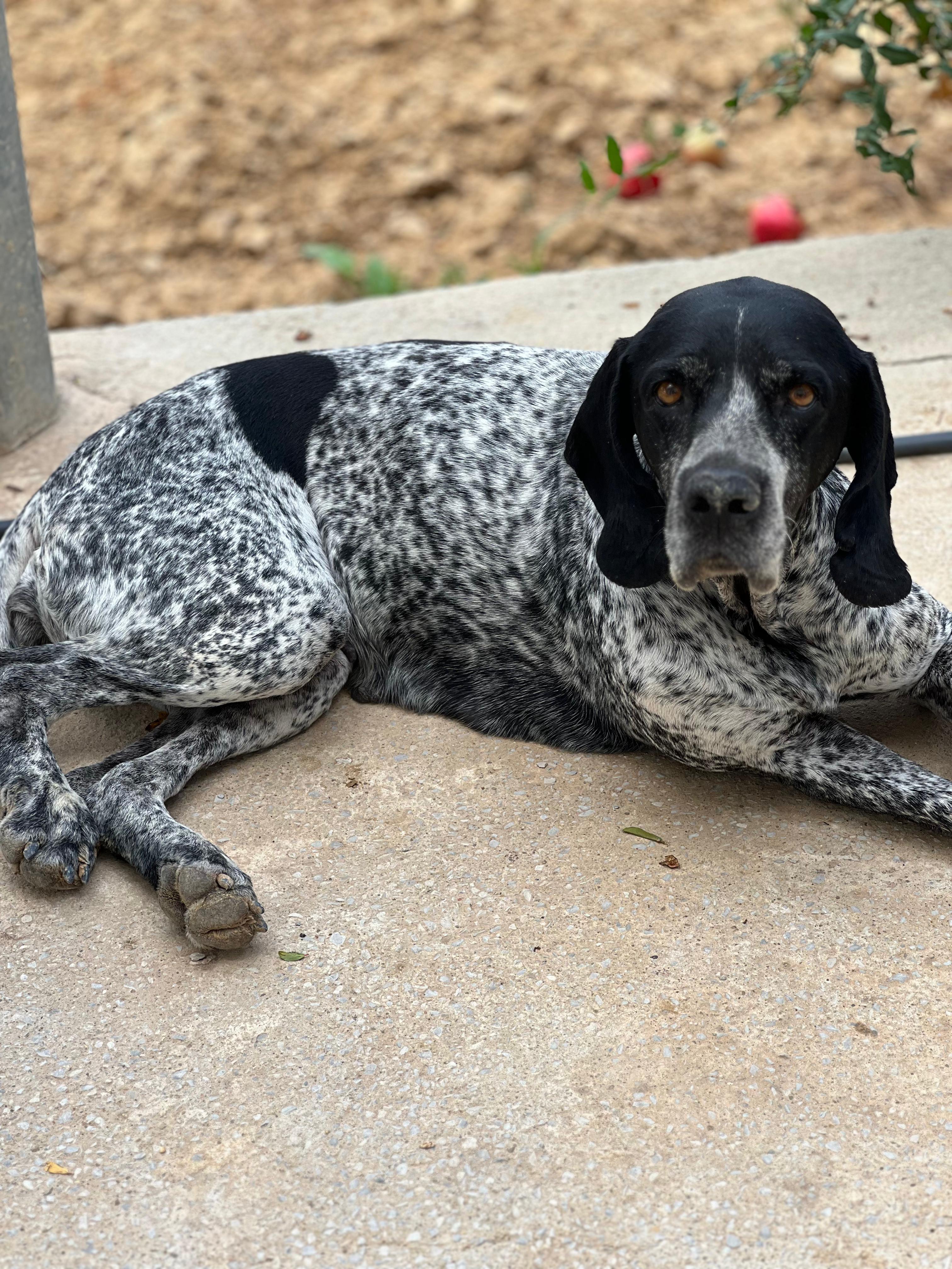 Braque Français Type Auvergne